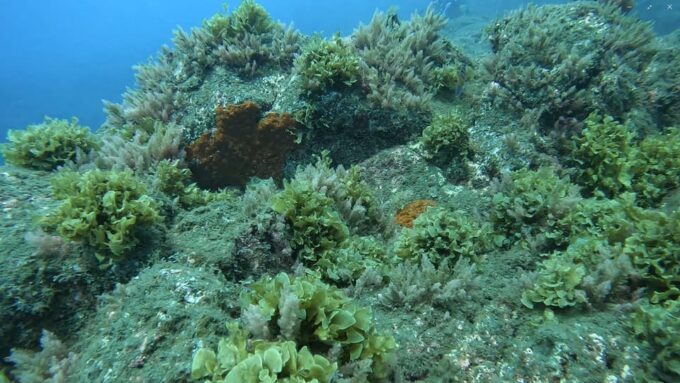 Reef Fish Watching - Frequently Asked Questions