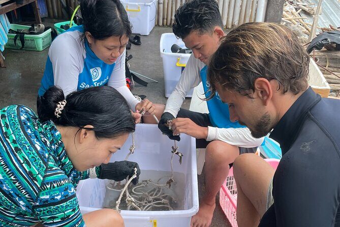 Reef Rehabilitation Course and Snorkeling - An In-Depth Look at the Reef Rehabilitation Tour