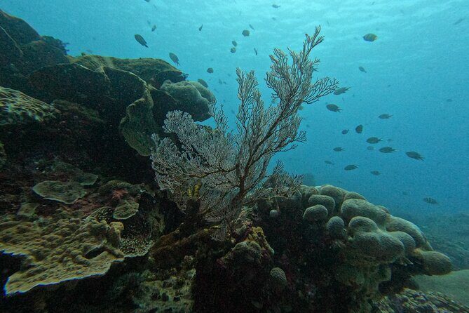 Reef Rehabilitation Course and Snorkeling - FAQ