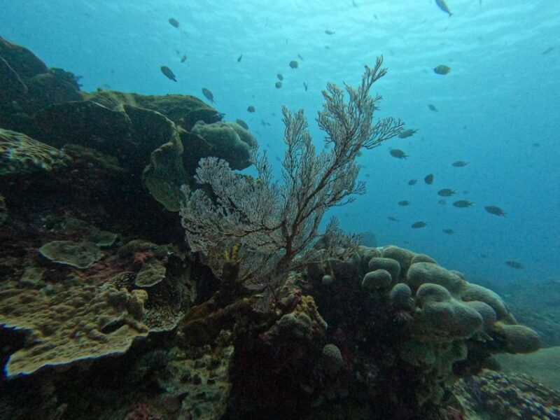 Reef Rehabilitation Course & Snorkeling - Experience Highlights