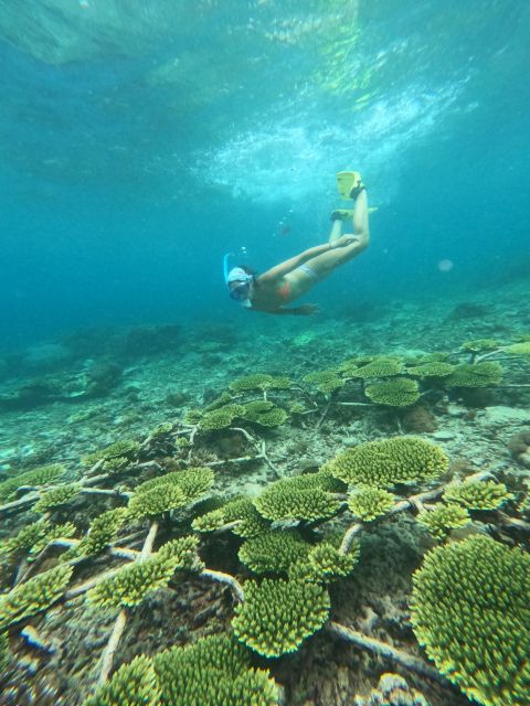 Reef Rehabilitation Course & Snorkeling - Participant Information