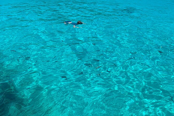 Reef Safari - Snorkeling, Fish Feeding & Lunch (Shared Day Trip) - Snorkeling Around Moyenne Island