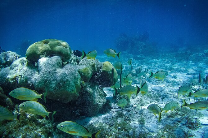 Reef Snorkel In National Park In Puerto Morelos With Lunch And Transportation - Included Amenities and Exclusions
