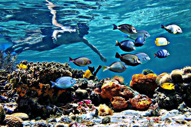 Reef Snorkel & Ocean Paddle Adventure in Fort Lauderdale Beach - Additional Information