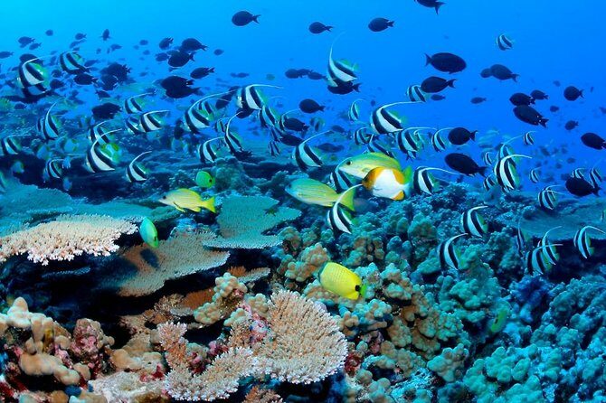 Reef Snorkel, underwater adventure in Puerto Morelos With Transportation & Lunch - Key Points