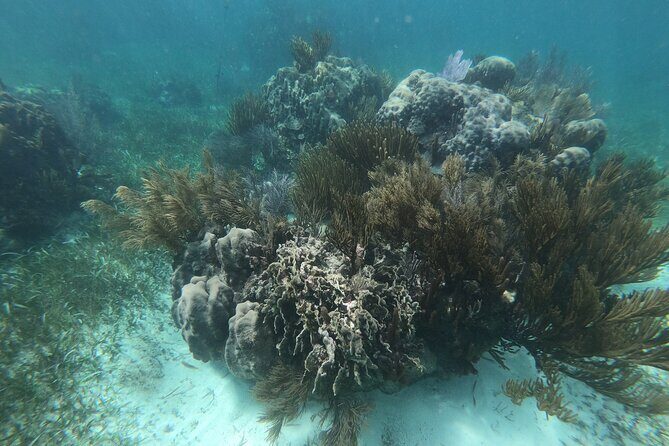 Reef Snorkel, underwater adventure in Puerto Morelos With Transportation & Lunch - The Sum Up