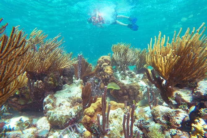 Reef Snorkeling in National Park From Cancun With Beachside Lunch - Snorkeling Sites and Marine Life