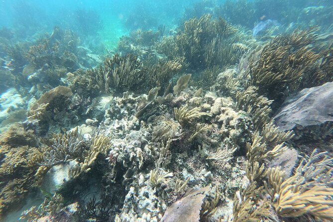 Reef Snorkeling With ATV, Zipline, Cenote That Includes Lunch and Transportation - Safety and Restrictions