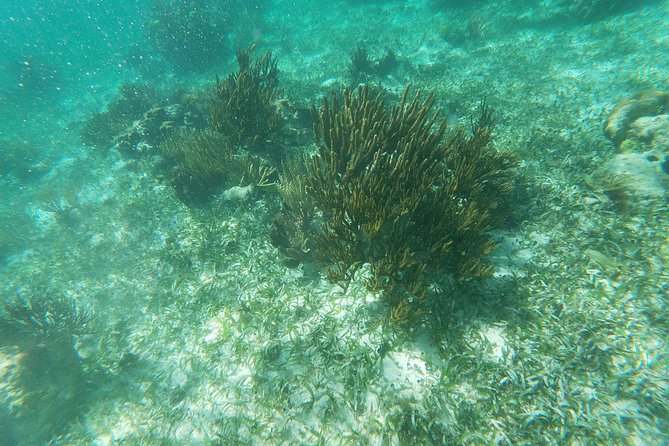 Reef Snorkeling With ATV, Zipline, Cenote That Includes Lunch and Transportation - Additional Information
