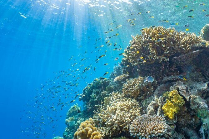 Reef Tour with SCUBA Dive from Cairns, pontoon with activities - Authentic Traveler Insights