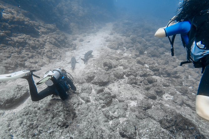 Refresher Scuba Diving Course Costa Rica - Meeting and Pickup Details
