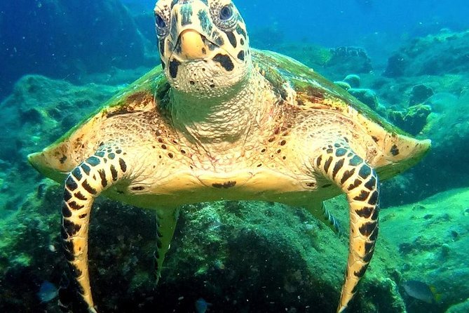 Refresher Scuba Diving Trip, 3 Dives at Racha Noi and Racha Yai - Complimentary Meals and Refreshments