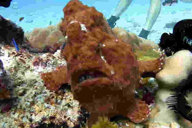 Refresher Scuba Diving Trip, 3 Dives at Racha Noi and Racha Yai - Preparing for the Diving Adventure