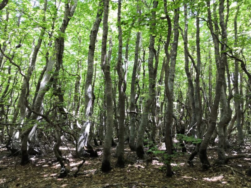 Reggio Calabria: Aspromonte Trails Trek to Montalto Summit - Experience and Highlights