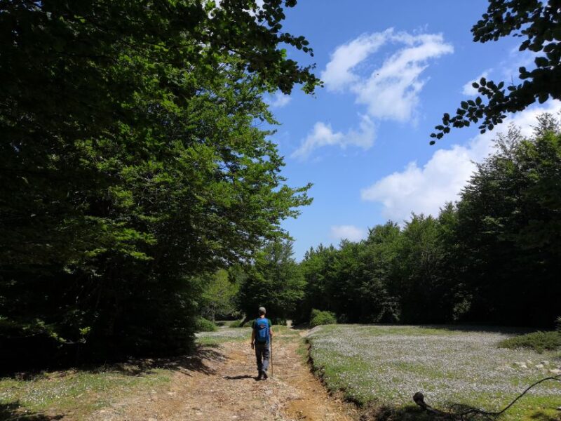 Reggio Calabria: Aspromonte Trails Trek to Montalto Summit - Personalized Private Guide Experience
