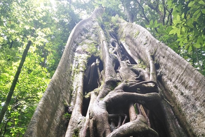 Regular Guided Tour Monteverde Reserve - Tour Duration and Schedule