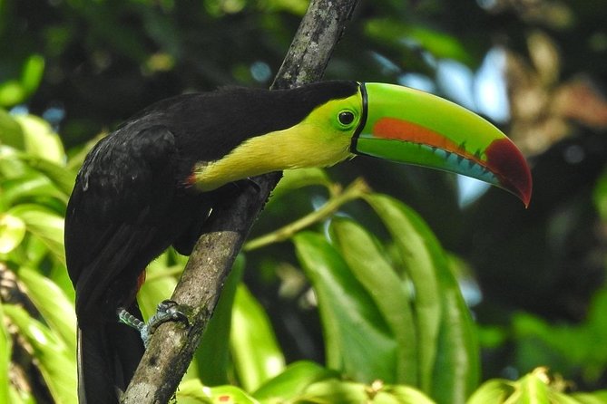 Regular Natural History Walk - Key Points