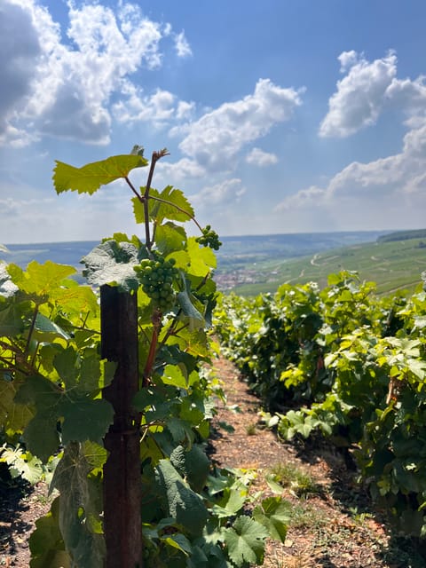 Reims/Epernay: Champagne Day Tour With Tastings - Key Points