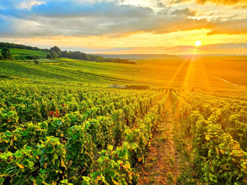 Reims: Veuve Clicquot Tasting Private Tour in Champagne - Key Points