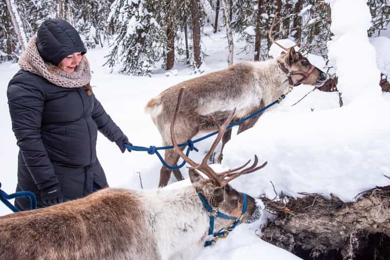 Reindeer and Heli Flightseeing Day Trip With Lunch - Reindeer Walking Tour