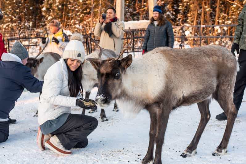 Reindeer and Snowmobile Day Trip to Borealis Basecamp - Key Points