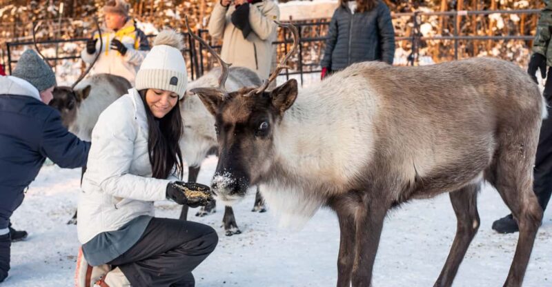 Reindeer and Snowmobile Day Trip to Borealis Basecamp - Activities Included