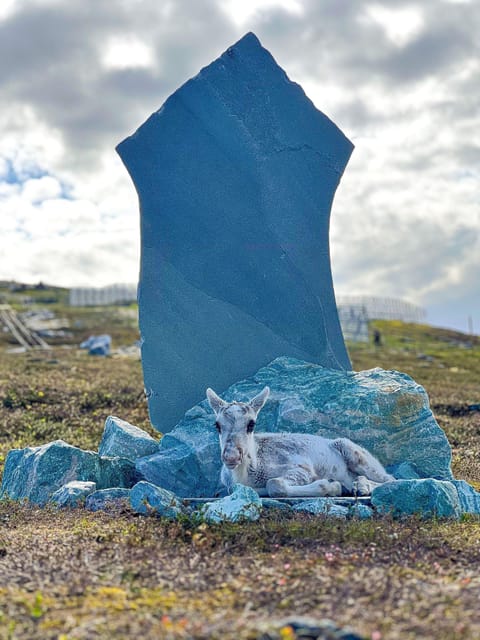 Reindeer and Stories: A Sami Cultural Adventure - Important Safety Considerations