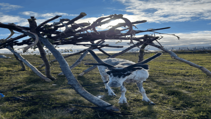 Reindeer and Stories: A Sami Cultural Adventure - Traditional Sami Storytelling