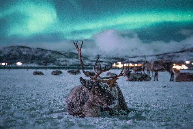 Reindeer Camp Dinner With Chance of Northern Lights in Tromso - Meeting Point and Departure Time