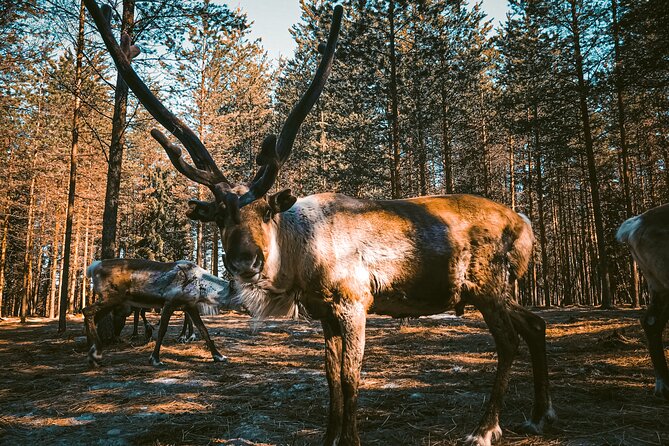 Reindeer Farm Summer Experience - Key Points