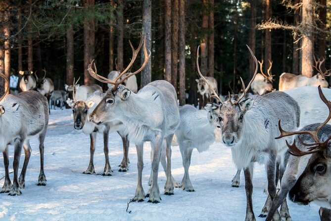 REINDEER FARM VISIT a Real Authentic Experience - Highlights of the Experience