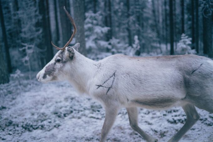 Reindeer Farm Visit With Professional Photographer - Sum Up