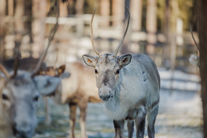 Reindeer Farm Visit With Sledge Ride - Key Points