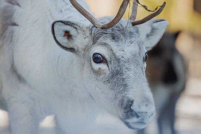 Reindeer Farm Visit With Sledge Ride - What to Expect