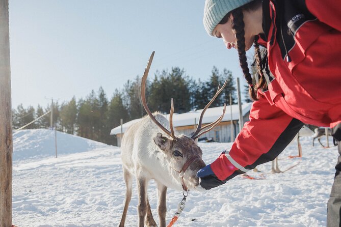 Reindeer Farm Visit With Sledge Ride - Reviews and Feedback