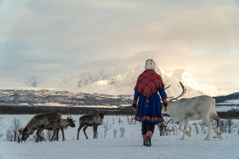Reindeer Feeding and Sami Experience With Lunch - Key Points