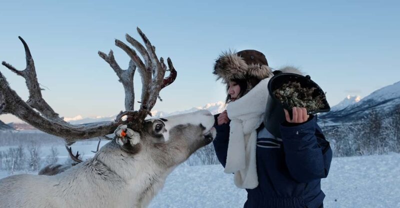Reindeer Feeding and Sami Experience With Lunch - Inclusions