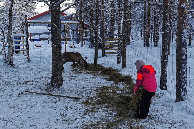REINDEER FEEDING - Join Us for a Unique Moment With Our REINDEER - Private Tour With Your Group