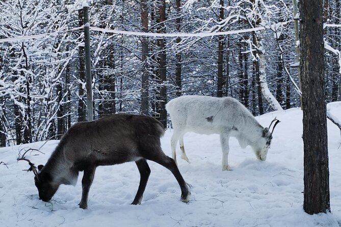 REINDEER FEEDING - Join Us for a Unique Moment With Our REINDEER - Pricing and Cancellation Policy