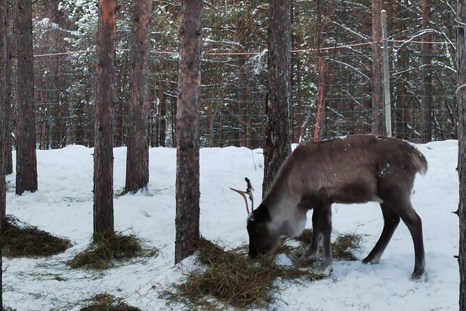 REINDEER FEEDING - Join Us for a Unique Moment With Our REINDEER - Positive Reviews and Ratings