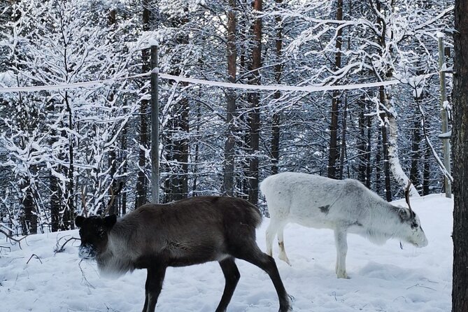 REINDEER FEEDING - Join Us for a Unique Moment With Our REINDEER - Unforgettable Moment With Reindeer