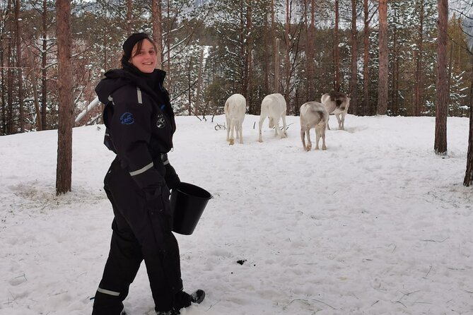 REINDEER FEEDING - Join Us for a Unique Moment With Our REINDEER - Discover the Magic of Reindeer
