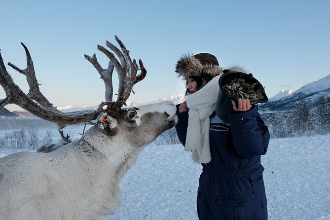 Reindeer Feeding & Saami Culture - Tour Duration and Capacity