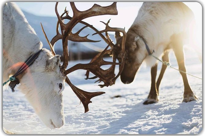 Reindeer Feeding & Saami Culture - Accessibility and Participation
