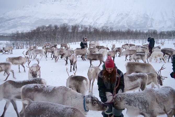 Reindeer Feeding & Saami Culture - Reservation and Payment