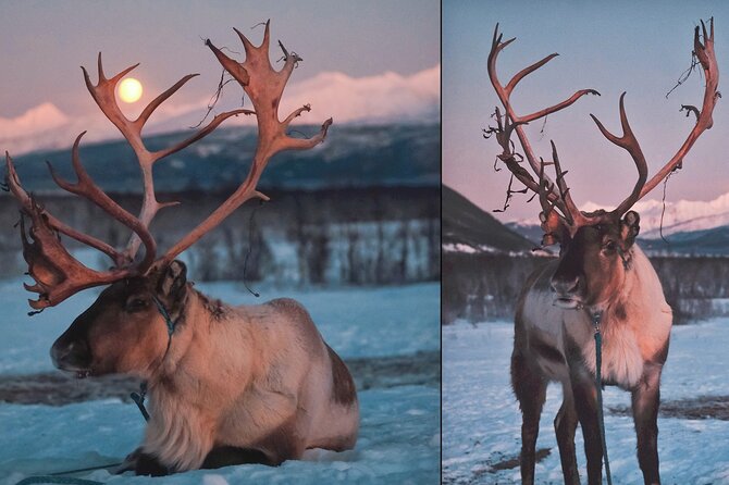 Reindeer Feeding & Saami Culture With Chance for Northern Lights - Meal Options