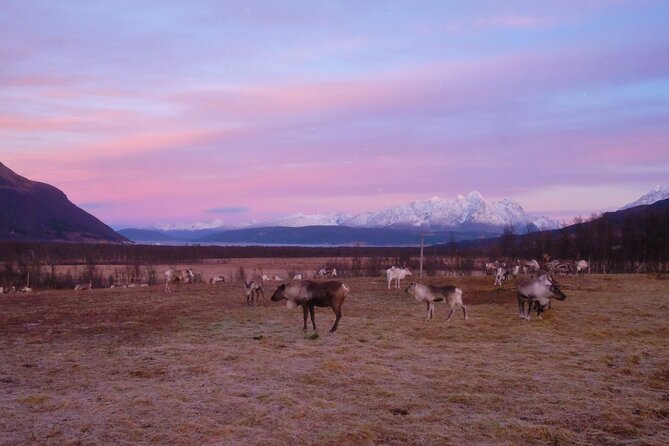 Reindeer Feeding & Saami Culture With Chance for Northern Lights - Reindeer Feeding Experience