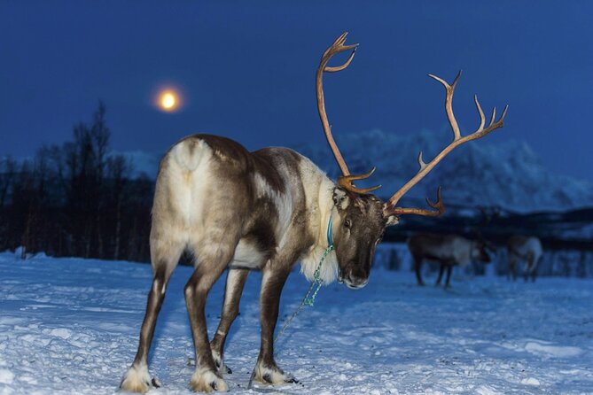 Reindeer Feeding & Saami Culture With Chance for Northern Lights - Booking and Cancellation Policy