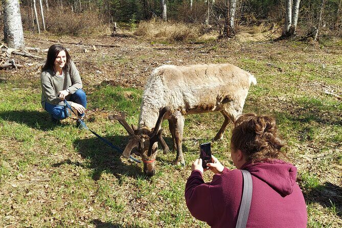 Reindeer Meet and Feed - Talkeetna - FAQ