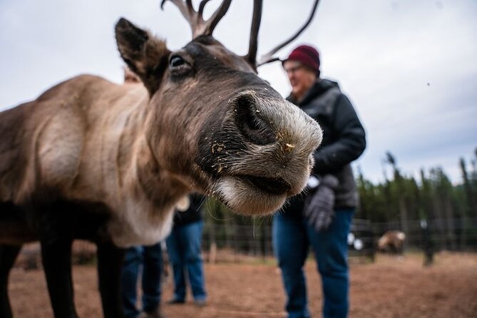 Reindeer Meet and Greet - Meeting Location and Transportation